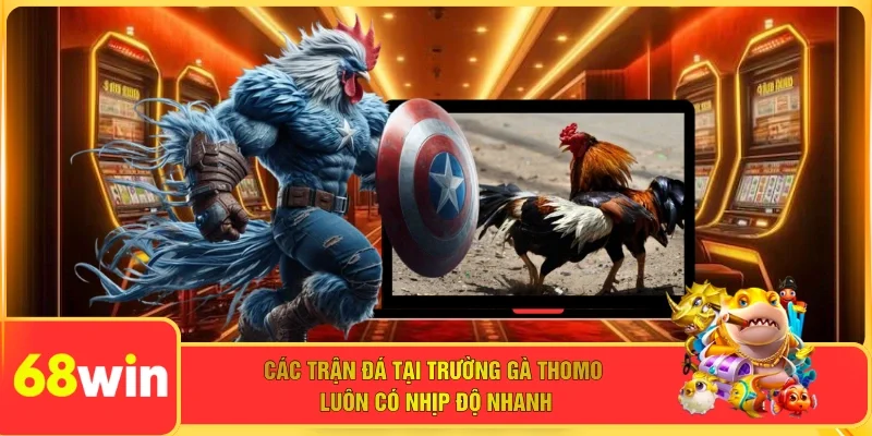 Các trận đá tại trường gà Thomo luôn có nhịp độ nhanh